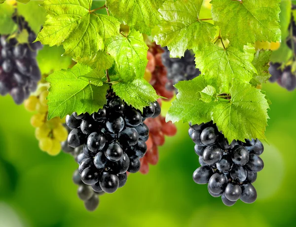 Стиглий виноград на зеленому фоні в саду — стокове фото