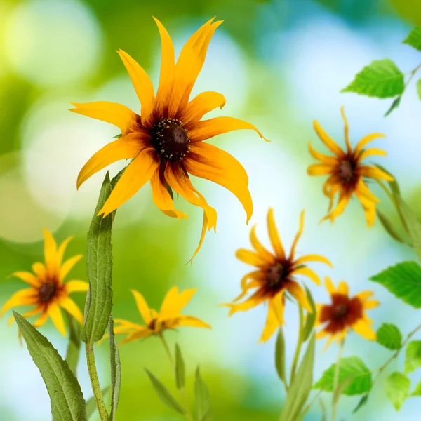 Obraz žluté květy v zahradní detail — Stock fotografie