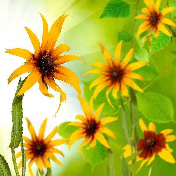 Imagen de flores amarillas en el jardín de cerca — Foto de Stock