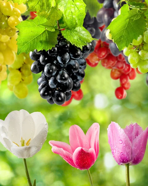 Bloemen en druiven in tuin close-up — Stockfoto