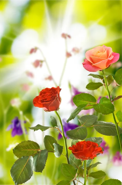 Image de belles roses dans le jardin close-up — Photo