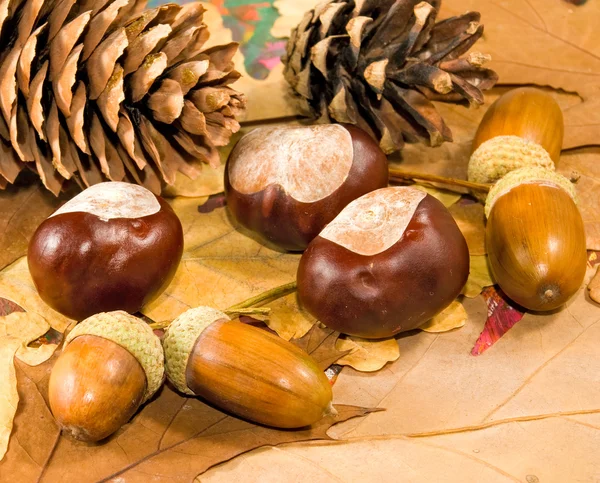 Image of acorn, chestnut and bumpon close-up — Stock Photo, Image