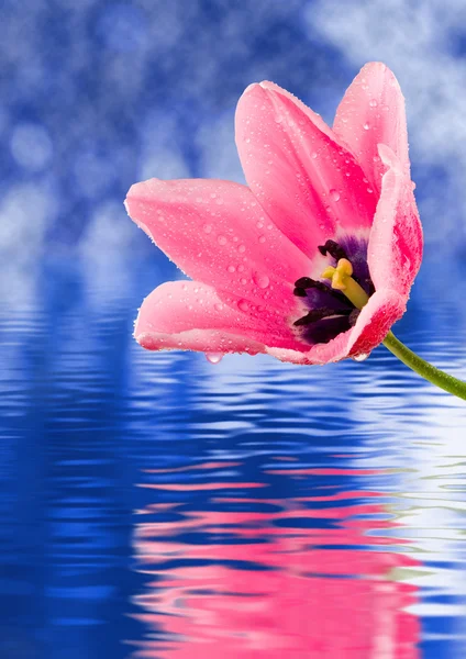 Imagen de hermosas flores sobre el agua de cerca — Foto de Stock