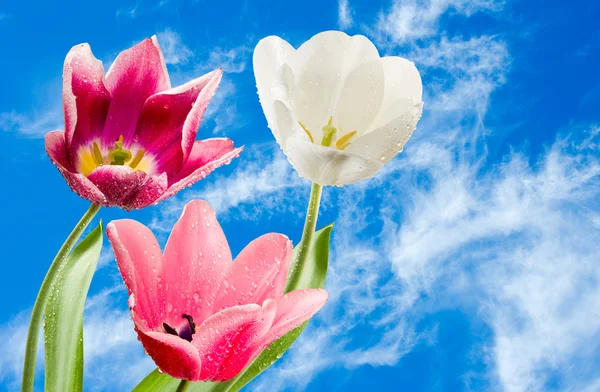 Зображення красивих квітів на фоні неба крупним планом — стокове фото
