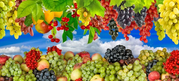 Veel fruit en bessen in de tuin close-up beeld — Stockfoto