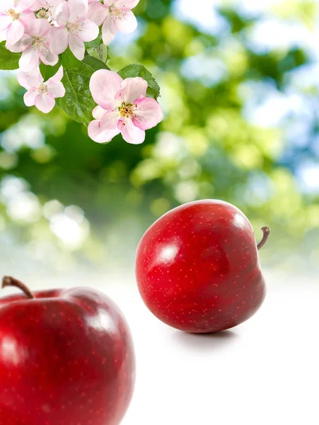 Image of apples  in the garden on a green background — Stock Photo, Image