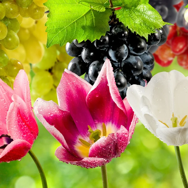 Bloemen en vruchten in de tuin close-up — Stockfoto