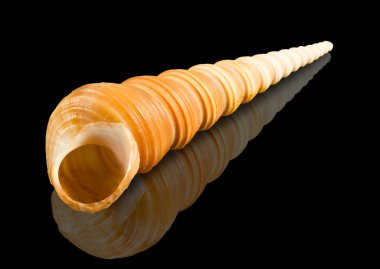 Deniz kabuğu siyah arka plan yakın çekim üzerinde izole görüntü