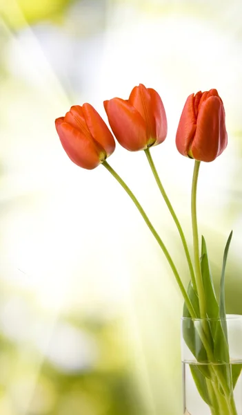 Blommor tulpaner i trädgården — Stockfoto