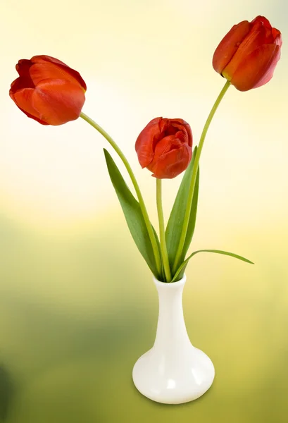 Immagine di tulipani in un vaso contro il sole primo piano — Foto Stock