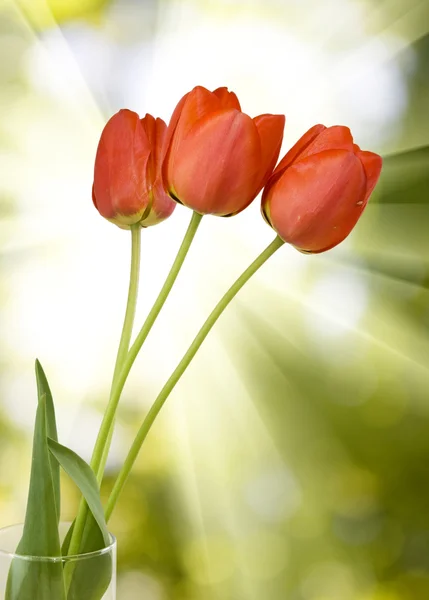 Beautiful flowers tulips in the garden — Stock Photo, Image