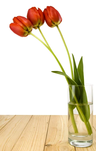 Ізольоване зображення красивих квітів тюльпанів — стокове фото