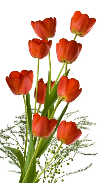 Зображення красивих квітів тюльпанів в саду — стокове фото