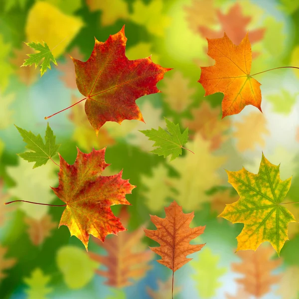 Hoja de otoño sobre un fondo verde primer plano — Foto de Stock