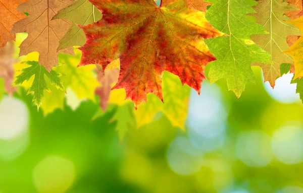 Folha de outono em um fundo verde — Fotografia de Stock