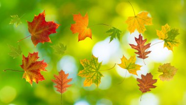 sonbahar yaprak resmini