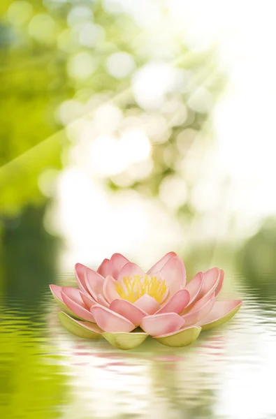 Flor de lótus na água — Fotografia de Stock