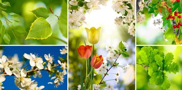 Verschiedene Farben im Garten Nahaufnahme — Stockfoto