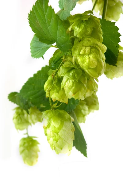 Isolated image of a branch of hops on a white background closeup — Stock Photo, Image