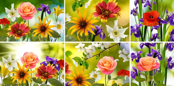 Bild der Mischung verschiedener Blumen im Garten Nahaufnahme — Stockfoto