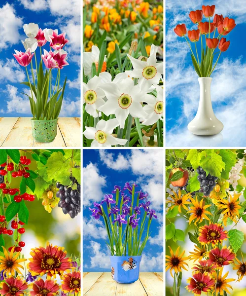 Bild von schönen Blumen Nahaufnahme — Stockfoto