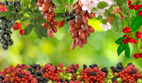 Imagem de diferentes frutos no jardim close-up — Fotografia de Stock