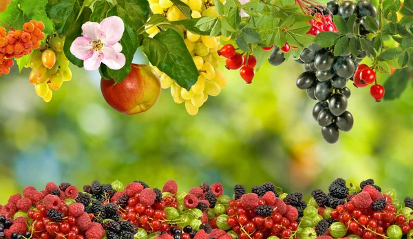 Afbeelding van veel bessen op een groene achtergrond — Stockfoto