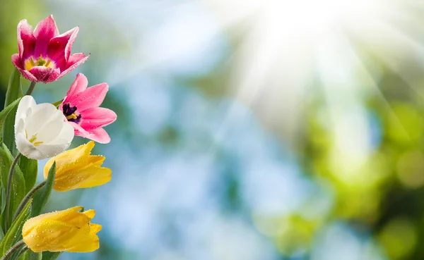 Imagem de belas flores close-up — Fotografia de Stock