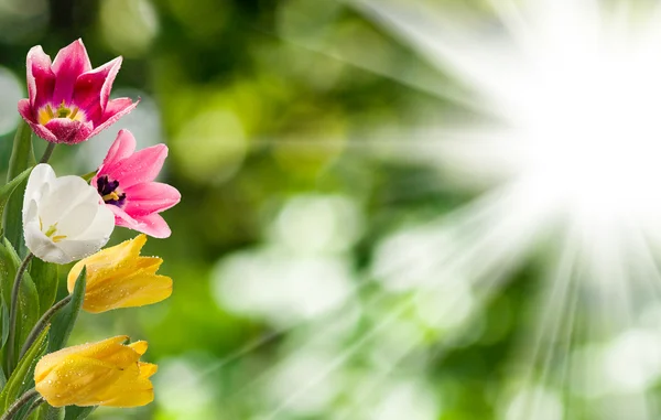 Imagem de belas flores close-up — Fotografia de Stock