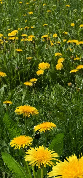 Image of beautiful flowers in the garden close-up — Stock Photo, Image