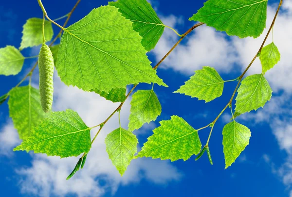 Image of a branch with leaves on sky background closeup — Stock Photo, Image