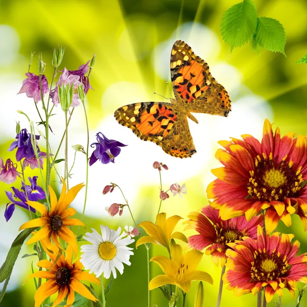 Бабочка и цветы в саду крупным планом — стоковое фото