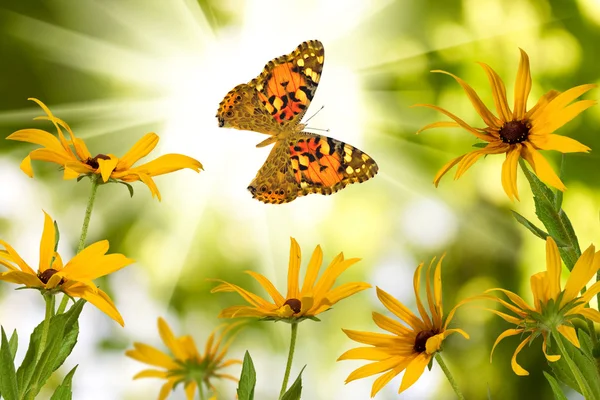 Farfalla e fiori in giardino primo piano — Foto Stock