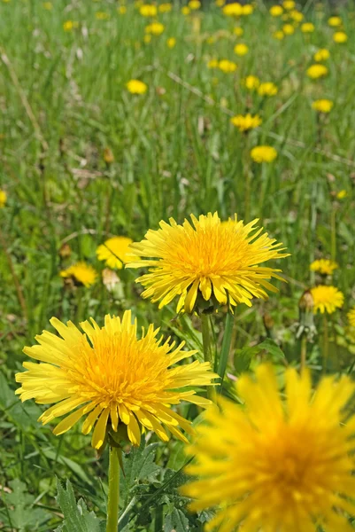 Image of beautiful flowers closeup — Stock Photo, Image