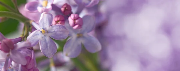 Bild av vackra blommor närbild — Stockfoto