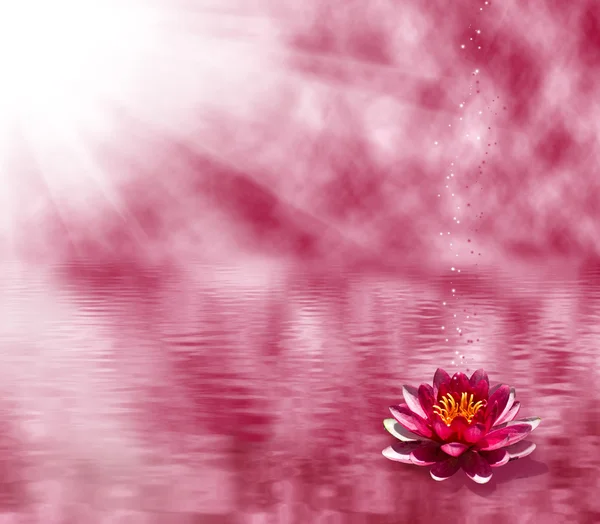 水面に蓮の花のイメージ — ストック写真