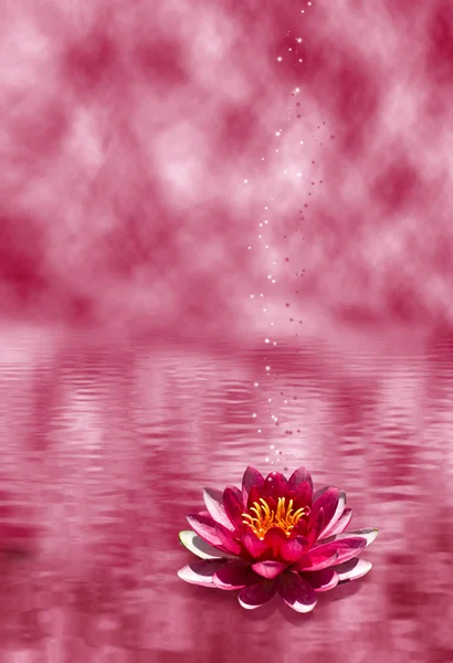 Lotus flower on the water — Stock Photo, Image