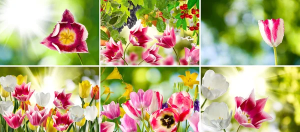 Bild von schönen Blumen im Garten Nahaufnahme — Stockfoto