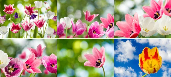 Bild von schönen Blumen im Garten Nahaufnahme — Stockfoto