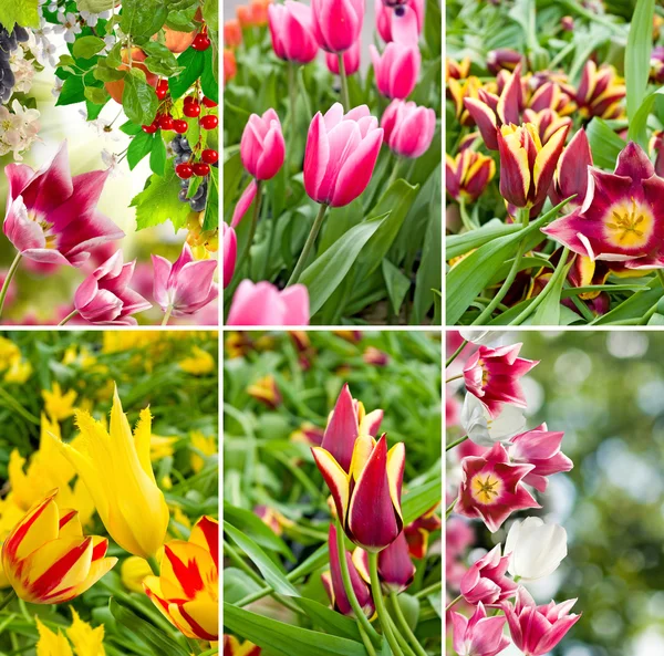 Obraz piękne kwiaty w ogrodzie zbliżenie — Zdjęcie stockowe
