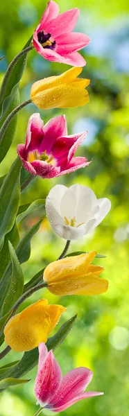 Bild von schönen Blumen von Tulpen im Garten Nahaufnahme — Stockfoto