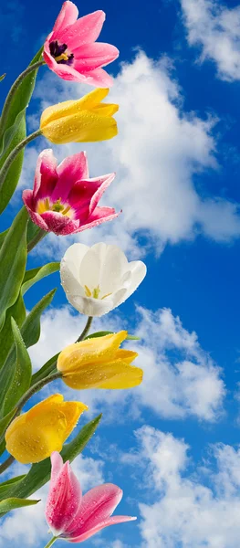 Зображення красивих квітів тюльпанів в саду крупним планом — стокове фото
