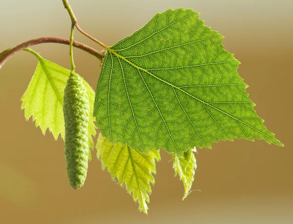 Imagen de una rama con hojas de primer plano — Foto de Stock