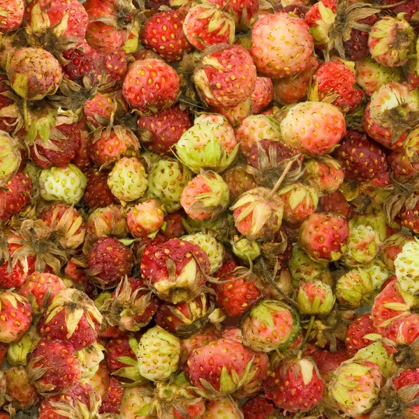 Imagen de muchas fresas de cerca — Foto de Stock