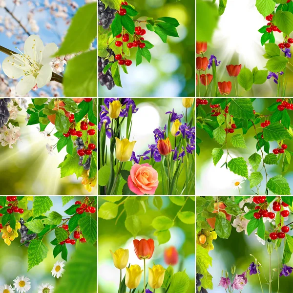 Bild von Obst und Blumen im Garten aus nächster Nähe — Stockfoto