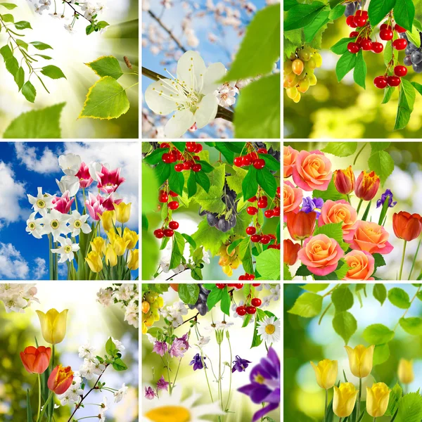 Image of flowers in the garden close-up — Stock Photo, Image