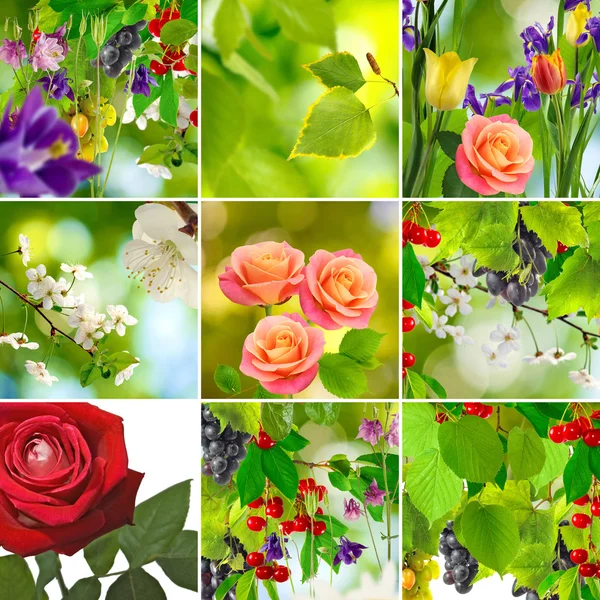 Imagen de las flores en el jardín de cerca —  Fotos de Stock