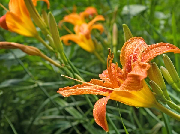 庭のクローズ アップで花の美しいカンゾウのイメージ — ストック写真