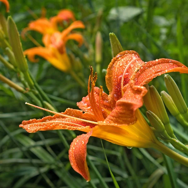 Image of daylily beautiful flowers in the garden close-up — Stock Photo, Image