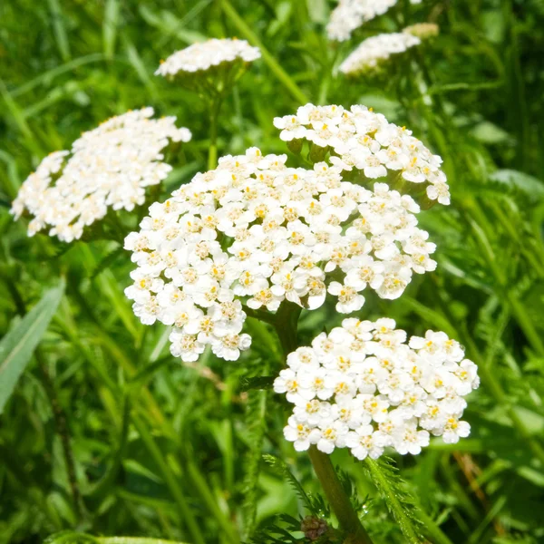 Imagen de hermosas flores en el jardín de cerca —  Fotos de Stock